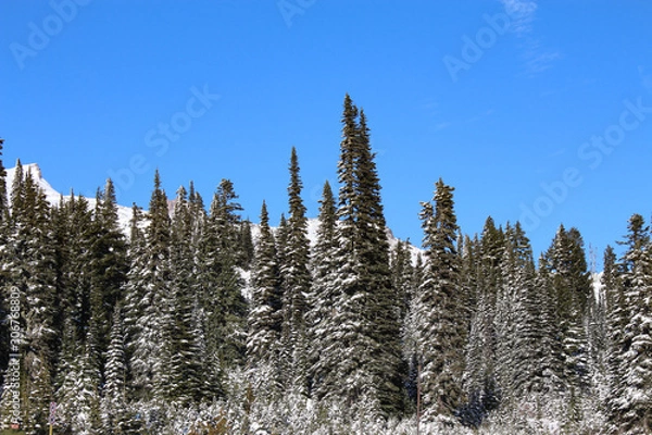 Obraz pine forest in winter