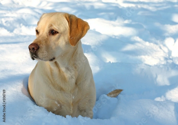 Obraz labrador and snow