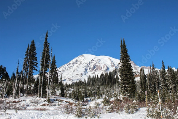Obraz snow covered trees in mountains