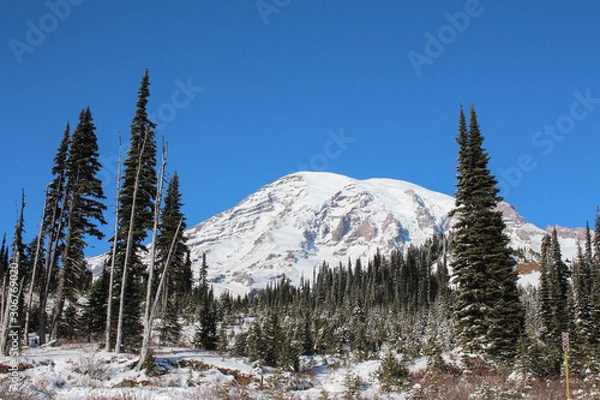 Obraz snow covered trees in mountains