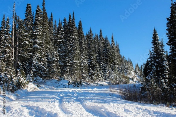 Obraz winter mountain landscape with trees and snow