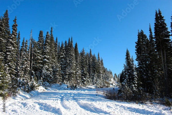 Obraz winter landscape with trees and snow
