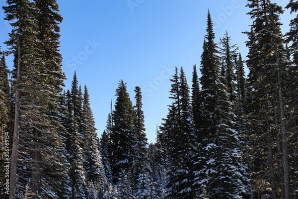 Obraz forest in winter