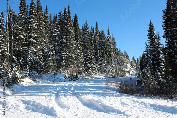Obraz winter landscape with trees and snow