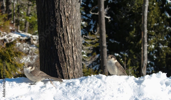 Obraz forest in winter
