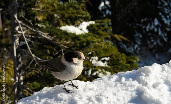 Obraz bird in snow
