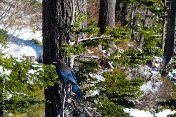 Obraz hiking in forest