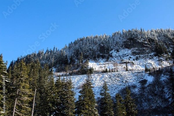 Obraz lake in forest