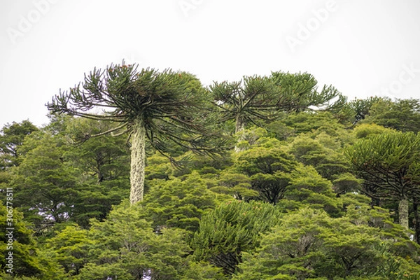 Fototapeta The valdivian rainforest, with ancient araucaria araucana, is a very humid and green environment. View from the trail in "Los Lagos" circuit (the lakes hike) in Huerquehue National Park, Chile.
