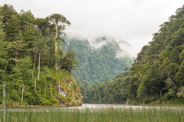 Fototapeta The valdivian rainforest, with ancient araucaria araucana, is a very humid and green environment. View from the trail in "Los Lagos" circuit (the lakes hike) in Huerquehue National Park, Chile.