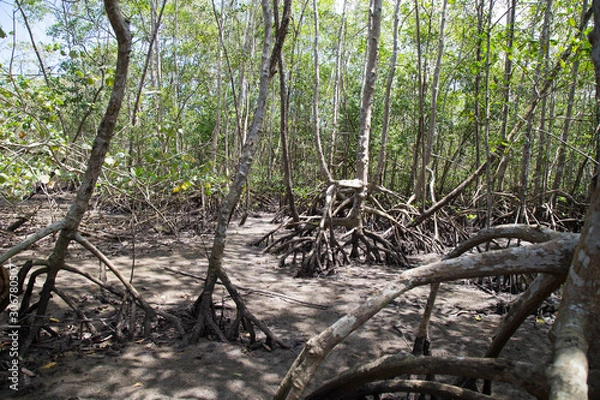 Obraz Mangrove. Sao Sebastiao. Brazil