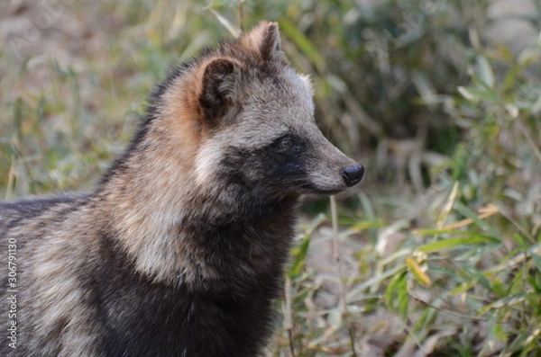 Obraz ホンドタヌキ