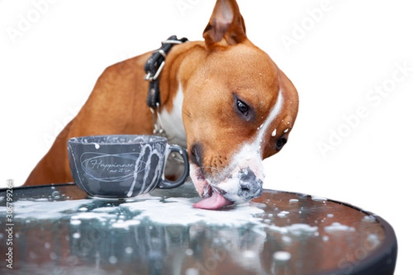 Fototapeta Dog drinks coffee from a cup at a table on a white background