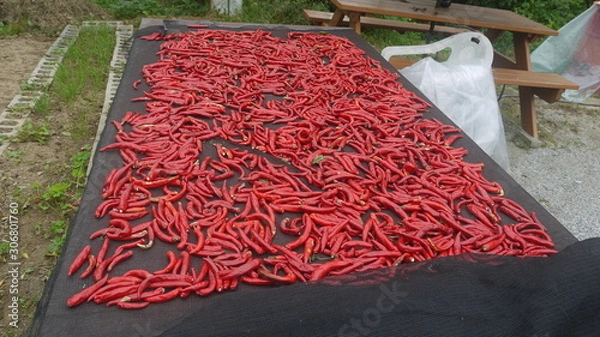 Obraz 고추 건조