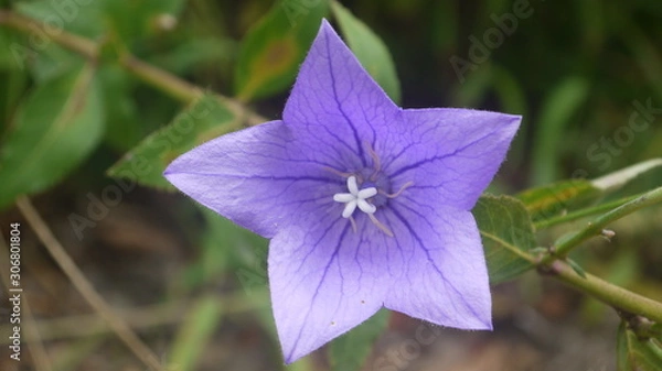 Obraz 나팔꽃, 도라지꽃, 호박꽃