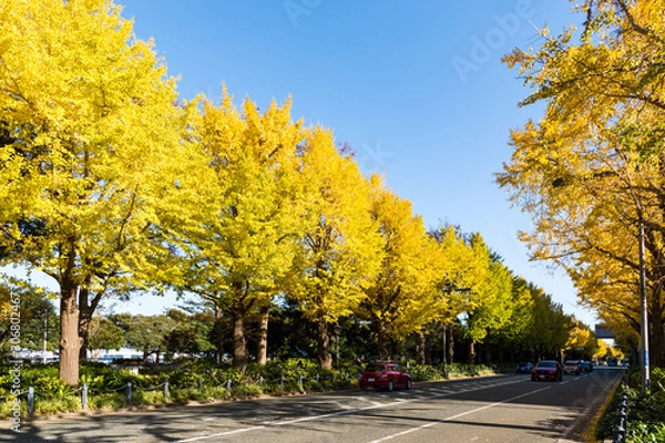 Fototapeta (神奈川県ｰ風景)山下公園通りのイチョウ並木３