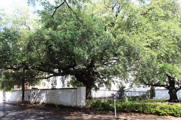 Fototapeta Large Tree Charleston