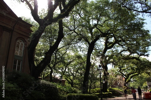 Fototapeta Spanish Moss