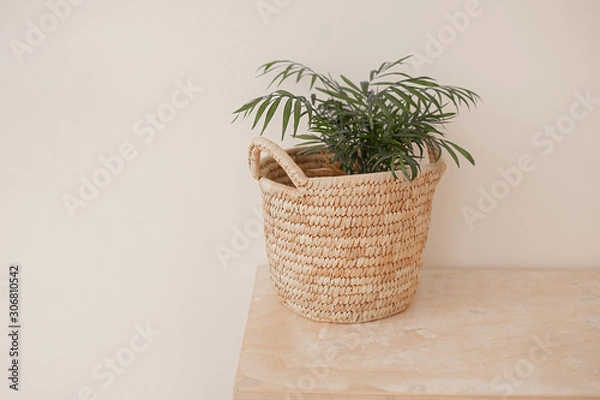 Fototapeta one houseplant in a wicker beige pot on a wooden table in a light interior, an exotic plant in the apartment