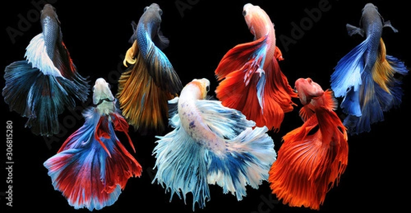 Fototapeta Betta fish, siamese fighting fish, betta splendens isolated on black background, fish on black background, Multi color Siamese fighting fish,