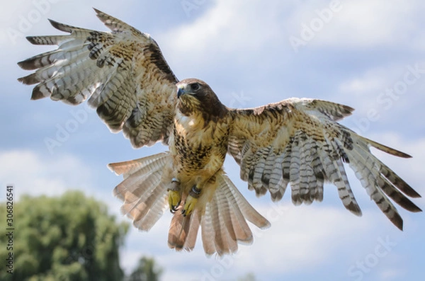 Obraz Red-Tailed Hawk