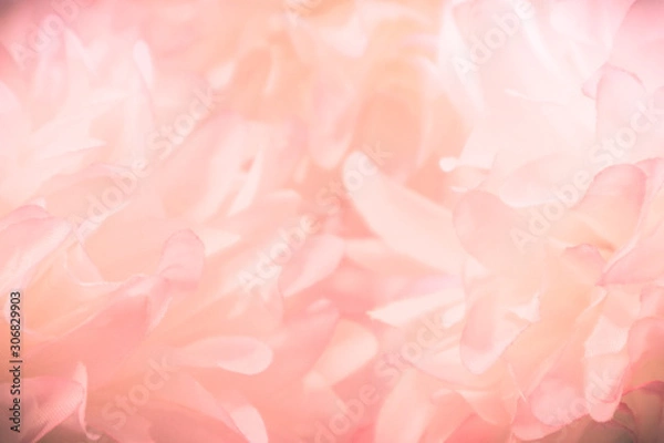 Fototapeta Beautiful abstract color pink and white flowers background and pink flower frame and white and pink background texture 