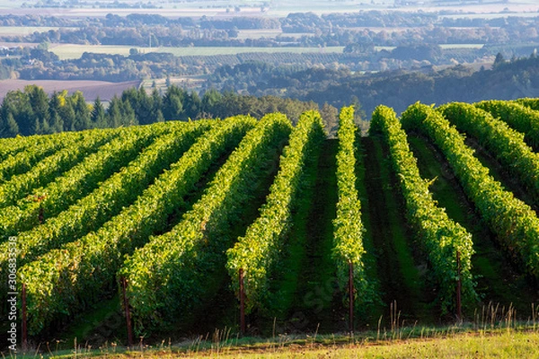 Fototapeta A few of a summer vineyard in Oregon, shadows between the rows climbing a hill, lush growth and vine tendrils, blue valley behind.