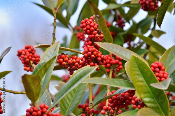 Obraz 冬のタラヨウの樹(雌木)の複数の赤い実を撮影した写真