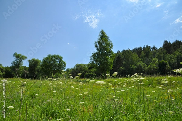 Obraz Meadow with flowers