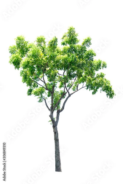 Obraz green tree isolated on white background