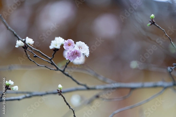 Obraz フゲンゾウ