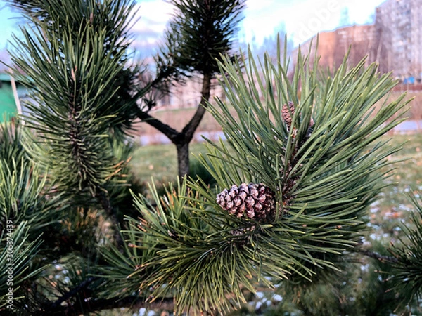 Fototapeta Green pine tree and pine cones. Fir branches with cones, long needles, park, autumn, winter, first snow, day light.