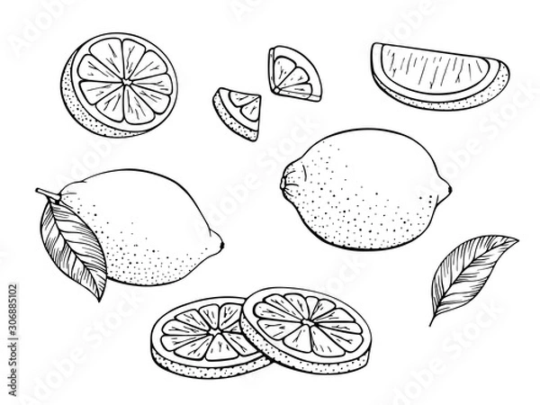 Obraz Collection fresh lemons. Set of citrus fruits. Lime, slices, plant leaf, cut pieces, leaves. Design elements. Hand drawn sketch. Vector illustration Isolated on white background. Coloring book page.