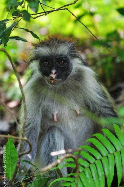 Fototapeta Zanzibar red colobus in Jozani forest. Tanzania, Africa