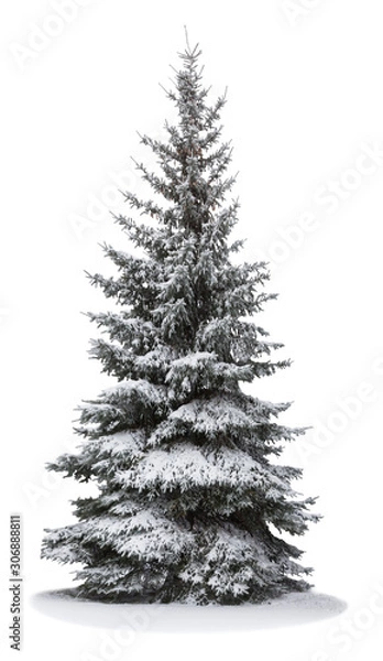 Obraz Christmas tree in snow