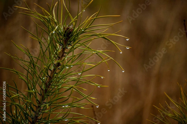 Fototapeta branch of a tree with raindrips on it