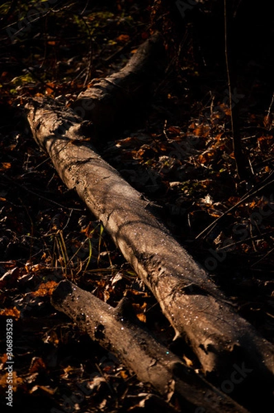Fototapeta fallen tree with frost on it