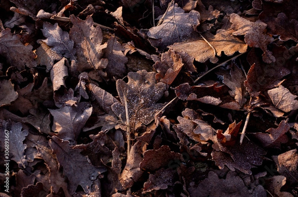 Fototapeta autumn leaves with frost on it on the ground