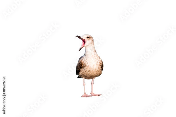 Fototapeta Seagull with wide open mouth isolated on white background