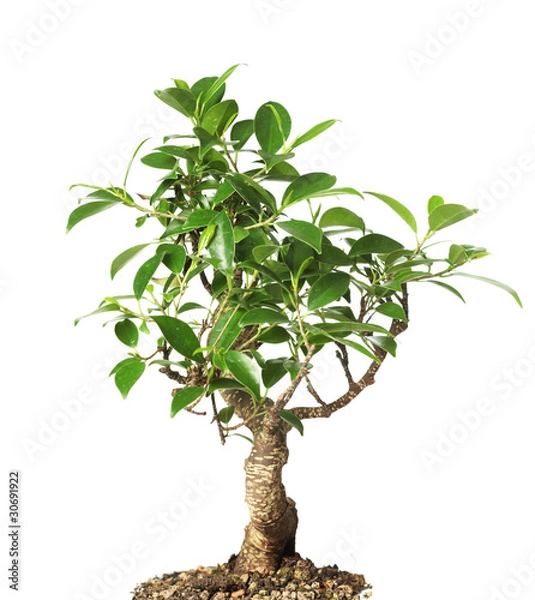 Obraz Bonsai Tree na białym