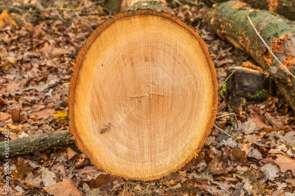 Fototapeta Cross-section tree trunk of American oak, Quercus rubra with heartwood, sapwood, bark, bark and clearly visible marrow rays and saw marks of chainsaw