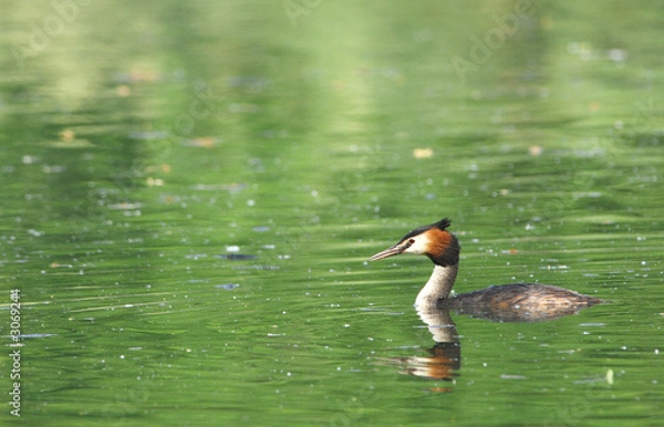 Fototapeta grèbe huppé