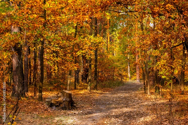 Fototapeta Forest. Beginning of autumn. The leaves began to turn yellow and blush, but still held on branches. Sunny day. A pleasant walk among the trees.