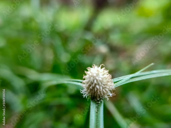 Obraz dandelion in grass