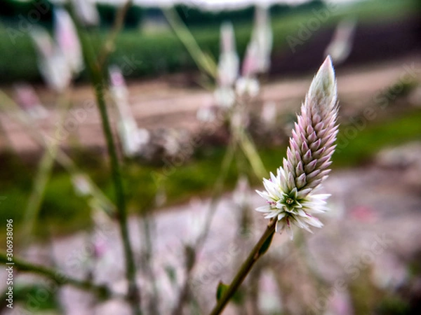 Obraz  grass flower in garden