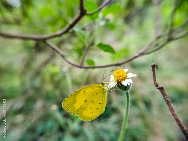 Obraz Yellow buffterfly on yellow flower