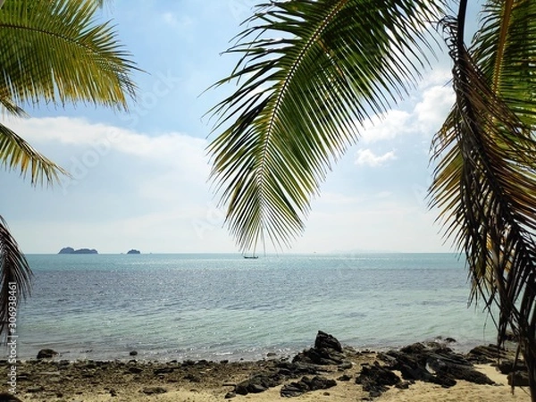 Obraz Palm tree on the beach