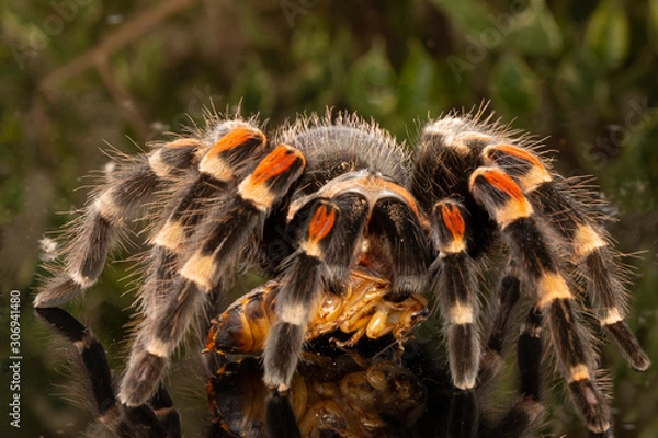 Obraz Tarantula
