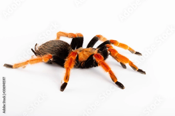 Obraz Tarantula