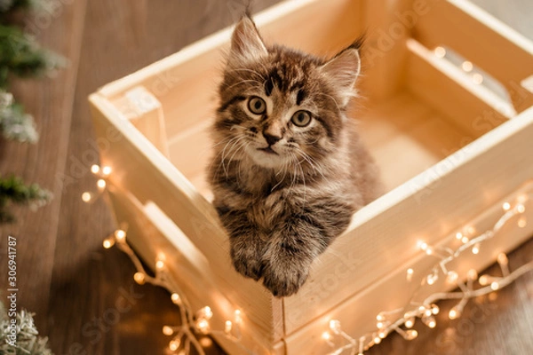 Obraz cute brown kitten sitting in a box, Christmas concept